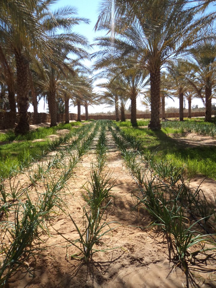 Dattes Bio Equitable Hazoua